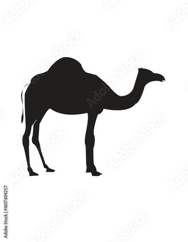 camel on the white background