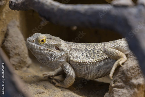 Obraz na plátně Bearded Agama lizard - Pogona vitticeps in a terrarium while feeding a cockroach