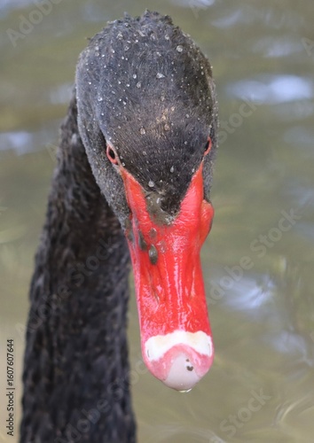 black swan on the water