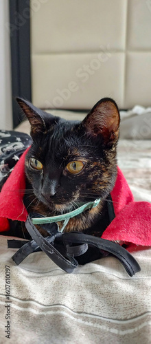 Vertical photo of a cute and adorable black cat, dressed in a black and red cape, to celebrate Halloween.
