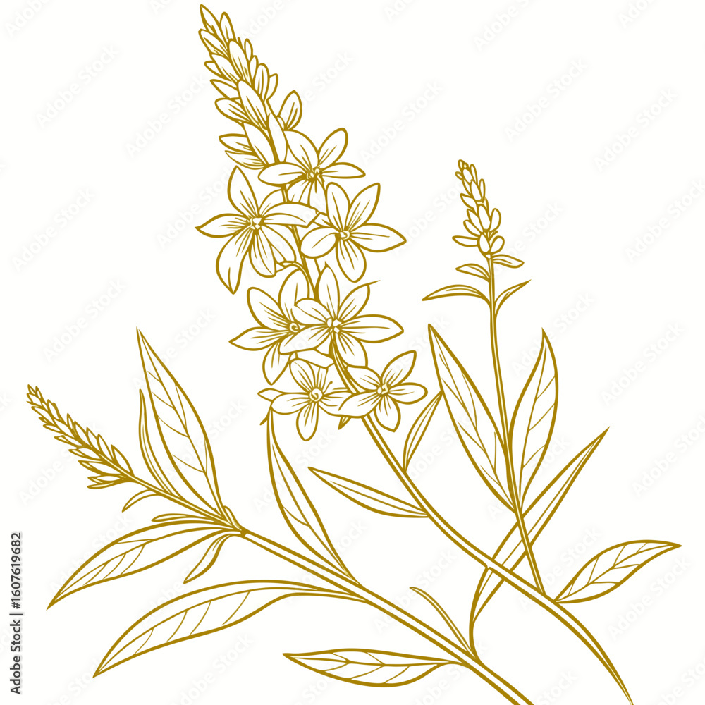 Fototapeta premium vector illustration of yellow loosestrife