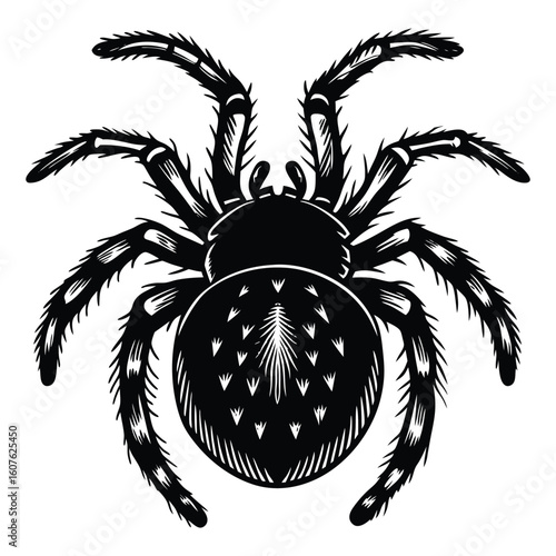Detailed black and white illustration of a tarantula spider isolated on a white background