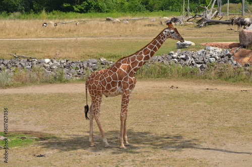 Photography giraffe in the wild