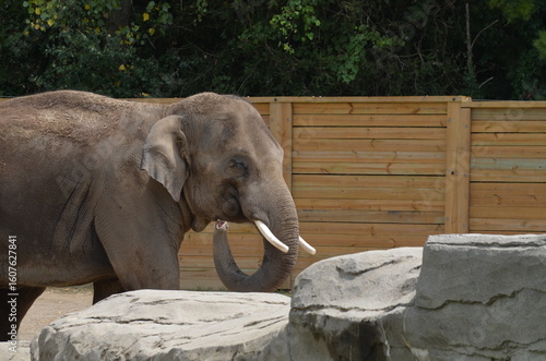 Photography elephant in the zoo
