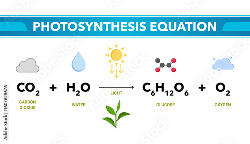 Photosynthesis Equation Vector Diagram. Transparent Educational Illustration of Carbon Dioxide, Water, Light, Glucose, and Oxygen Reaction