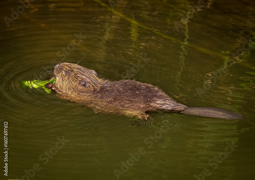 Beaver in Natural Habitat Near Water