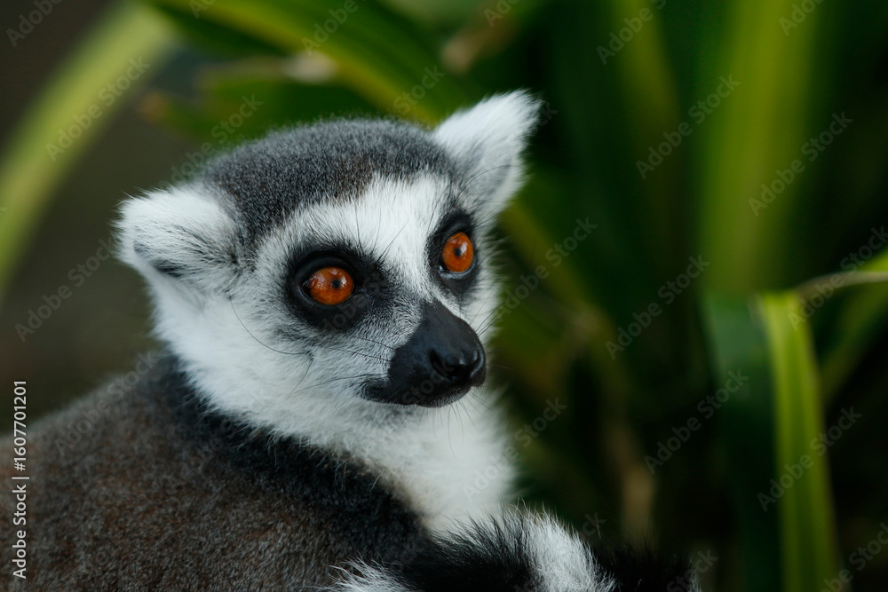 Obraz premium The ring-tailed lemur is a medium- to larger-sized strepsirrhine primate and owing to its long, black-and-white, ringed tail. It belongs to Lemuridae