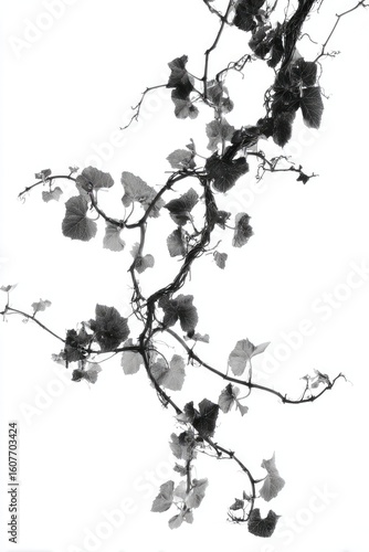 Silhouette of vine branch with leaves, twisted and winding across a bright, pale background