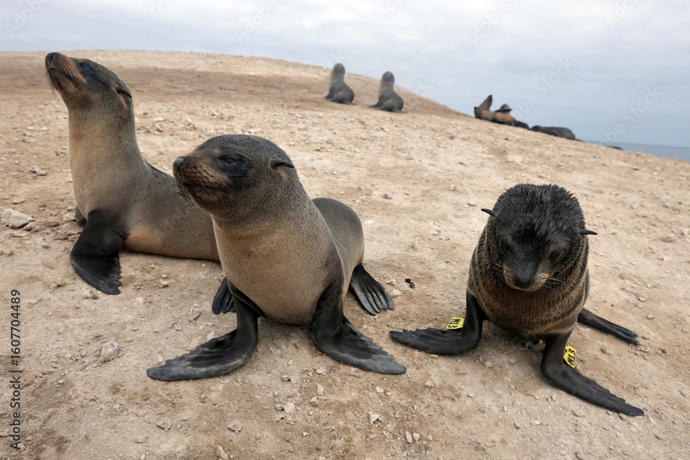 Obraz premium Peru Works to Protect Seabirds Amid Disease and Climate Threats