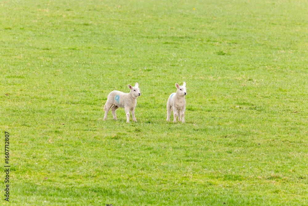 Obraz premium Two spring lambs standing in green field