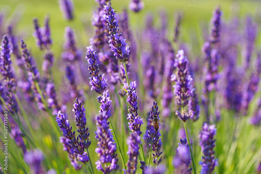 Fototapeta premium Close up, macro view of vibrant purple lavender flowers in soft evening sunlight. Golden light, delicate texture and fragrant essence of blooming plants in full summer. Natural background, lanscape