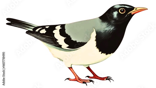 Colorful illustration of a standing bird with black and white plumage and orange beak