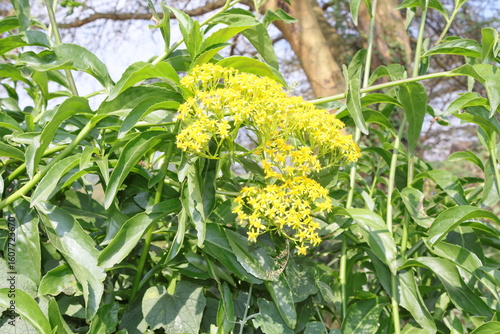 yellow flowers in the garden