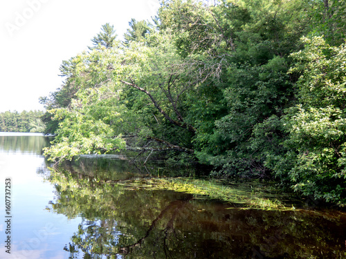 river in the forest