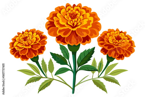 Beautiful marigold flower illustration for garden design and floral arrangements and decoration use