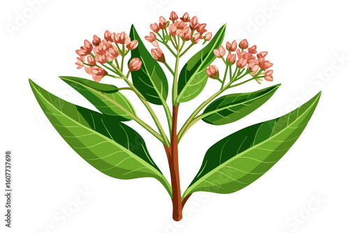 Illustration of milkweed plant with pink flowers and green leaves for botanical design projects