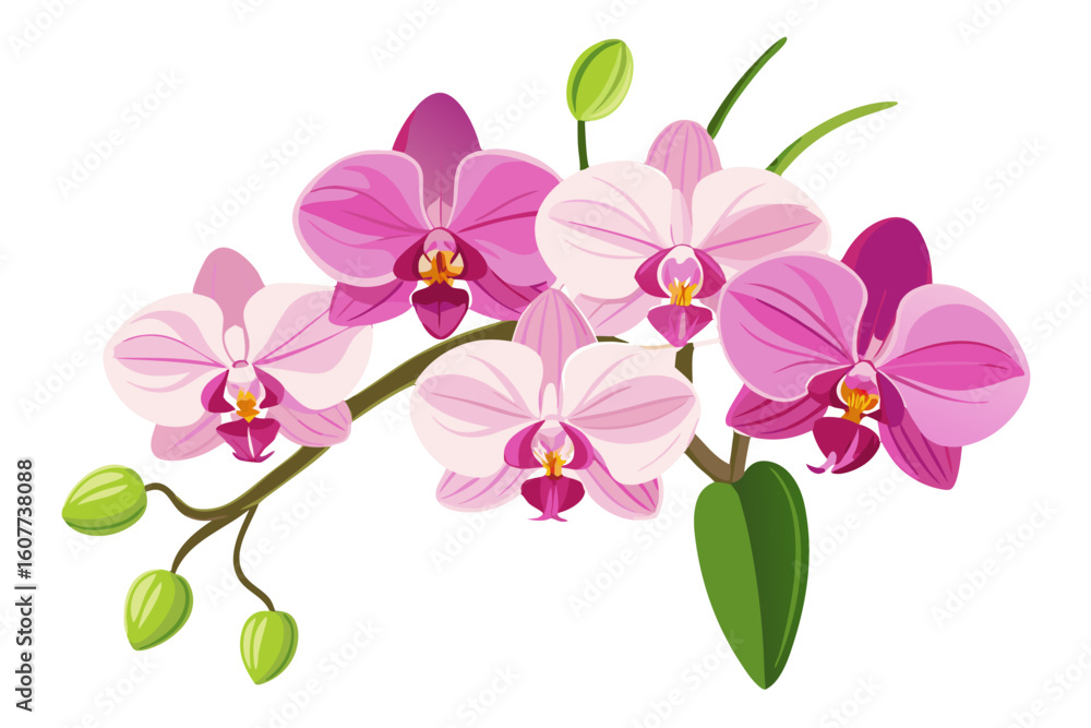Naklejka premium Beautiful phalaenopsis orchid flower vector illustration for botanical design and decoration use