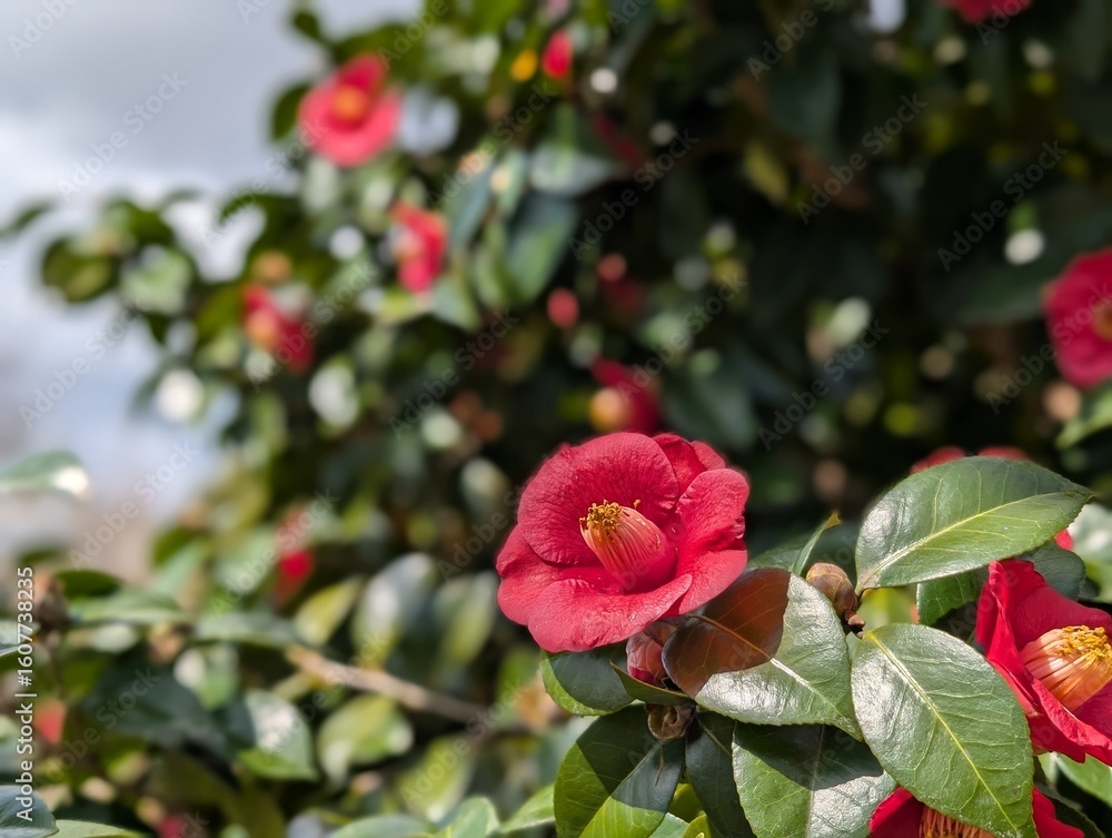 Obraz premium Beautiful flowers tsubaki.
