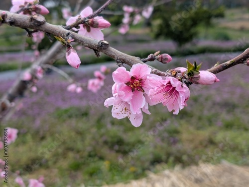 Plum bloom in early spring.
