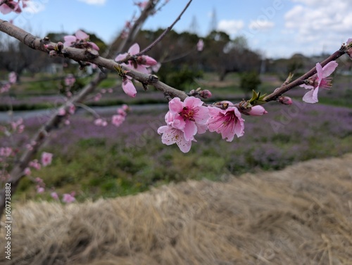 Plum bloom in early spring.