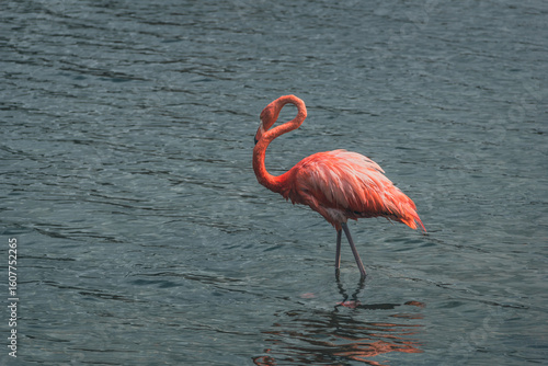 pink flamingo in water