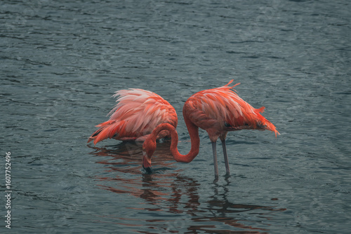 pink flamingo in the lake