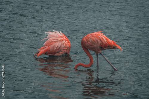 pink flamingo in the lake