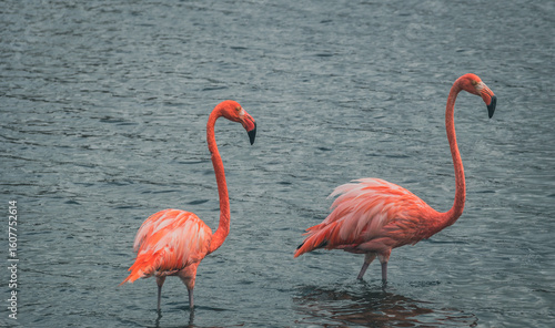 pink flamingo in the lake