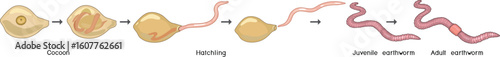 Life cycle of earthworm from juvenile earthworm hatching from cocoon to adult worm for biology lessons