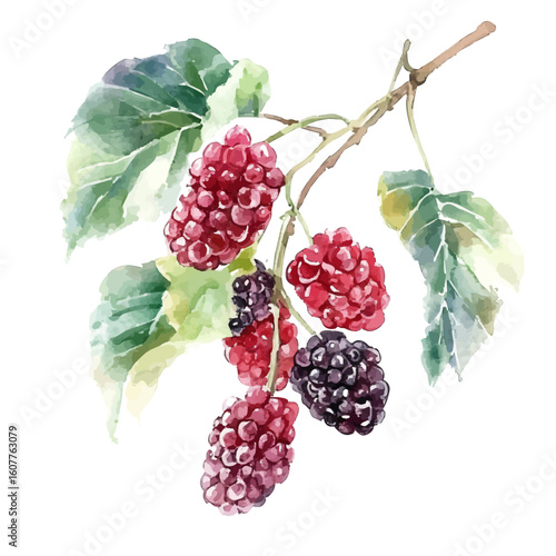 My Watercolor hand-painted Mulberry painting illustration isolated on a white background, My vector design, AI painting design, EPS format design. vector illustration
