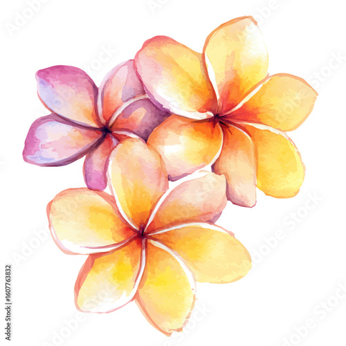 My Watercolor hand-painted plumeria flowers painting illustration isolated on a white background, My vector design, AI painting design, EPS format design. vector illustration