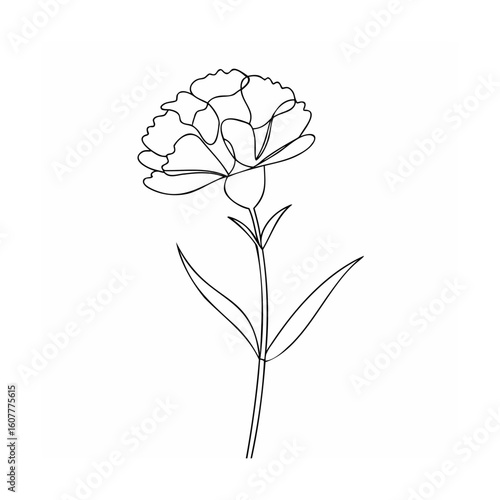Single line carnation flower floral botanical
