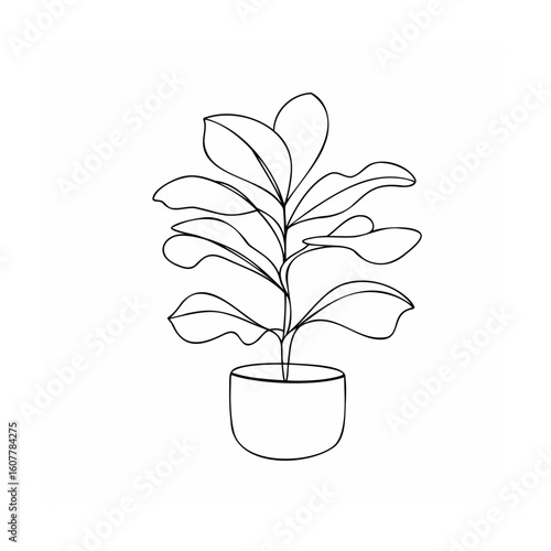 Fiddle leaf fig plant in pot potted plant houseplant