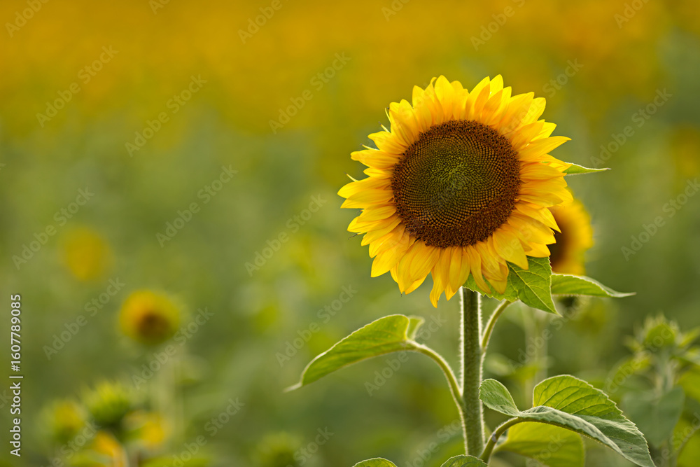 Fototapeta premium Sunflowers in a field. A summer day in agriculture. Ecological concept and cultivated area