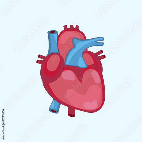 Heart, cardiac muscle, vector, flat design, anatomical heart, anatomy, body, man, human organs