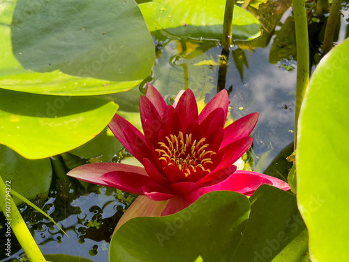 Tableau sur toile Blooming Red Hardy Water Lily (Nymphaea 'Attraction') with Green Leaves on Pond