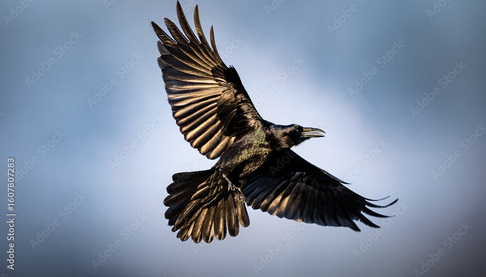 Obraz premium a single raven in mid flight wings spread wide dramatic lighting emphasizing its dark feathers