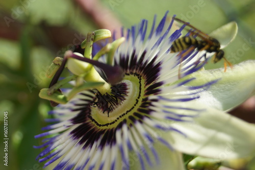 Sommerpflanzen Flieder und Schmetterlinge und Bienen