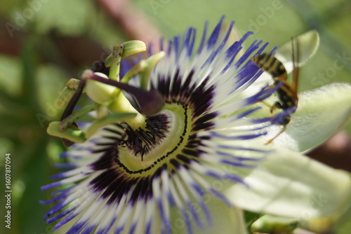 Sommerpflanzen Flieder und Schmetterlinge und Bienen