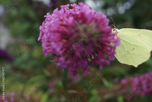Sommerpflanzen Flieder und Schmetterlinge und Bienen