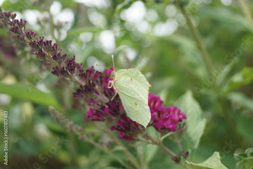 Sommerpflanzen Flieder und Schmetterlinge und Bienen