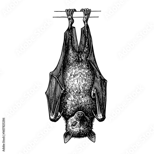 Detailed illustration of bat hanging upside down from branch.  Nocturnal bat species detailed drawing with intricate wings and fur.  Elegant bat image for Halloween invitations,