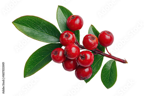 Close-up of a branch with vibrant red berries and lush green leaves