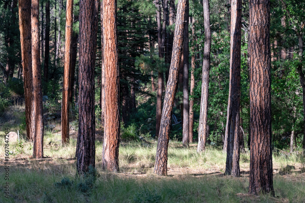 Naklejka premium Ponderosa Pine Trees at the edge of a meadow