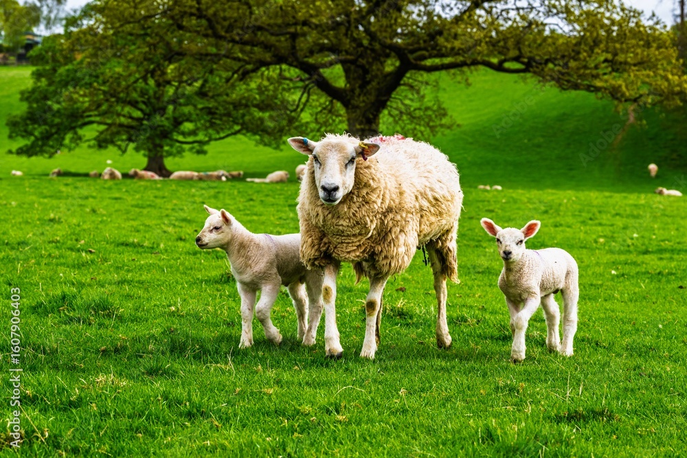 Obraz premium Sheeps on farm in Lake District, Pooley Bridge, Ullswater Lake, Lake District National Park, Cumbria, England