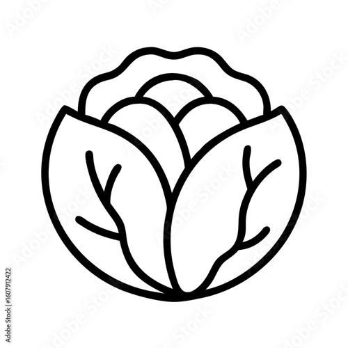 Vector outline illustration of fresh cabbage head for healthy eating and farm market design needs