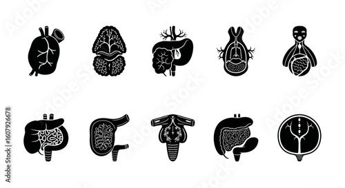Black and white vector illustrations depicting various human internal organs in a stylized, anatomical representation.