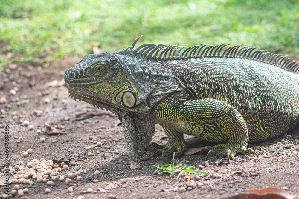 Fototapeta premium La iguana es un animal que camina muy despacio