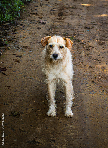guard dog guarding the dirt road