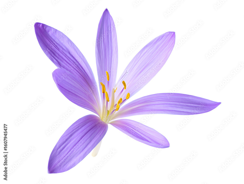 Naklejka premium violet flower isolated on white background